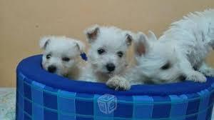 Bellos y super encantadores cachorros West Highland Terrier