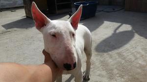 Bull Terrier