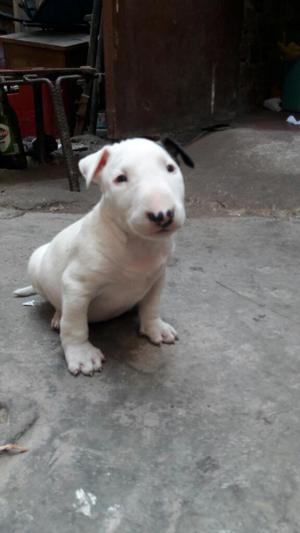 Bull Terrier Cachorro