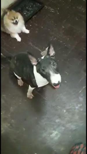 Bull Terrier Hembra 10 Meses 0 Camadas