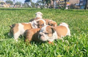 Bulldog Ingles Ultima Pareja