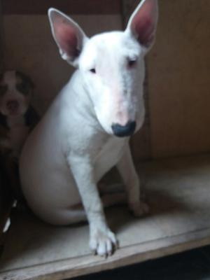 Cachorro Hembra Bull Terrier 5 Meses