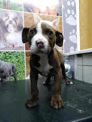 Cachorros