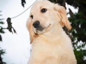 ✔ Cachorros Golden Retriever ✔ FOTOS REALES ✔ Realizo