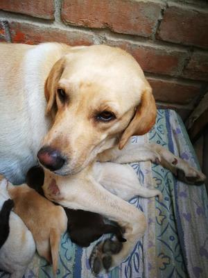 Cachorros Labradores