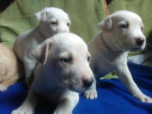 Cachorros Labradores