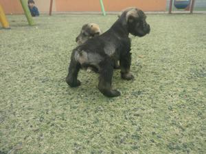 Cachorros Schnauzer