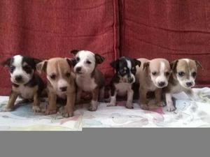 Chihuahuas Cruse con Jack Russell