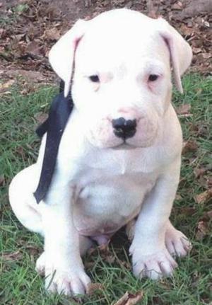 Dogo Argentino 100