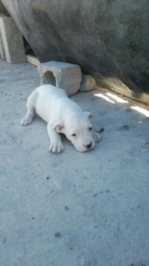 Dogo Argentino