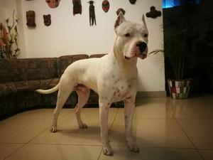 Dogo Argentino Servicio de Monta