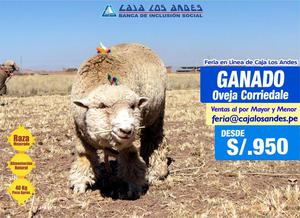 Feria en Linea Caja Los Andes, Ganado oveja corriedale