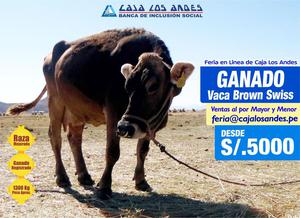 Feria en linea Caja los Andes, Ganado vacuno, vaca brown