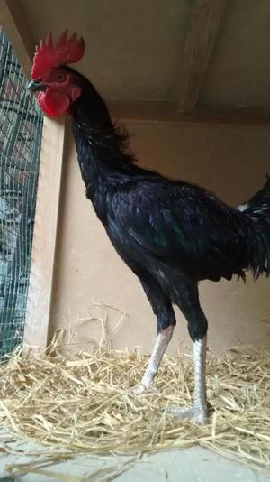 GALLOS PARA NABAJ4