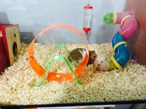 Hamster Sirio en Adopcion