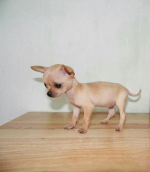 Hermosos Cachorros Chihuahuas Toy