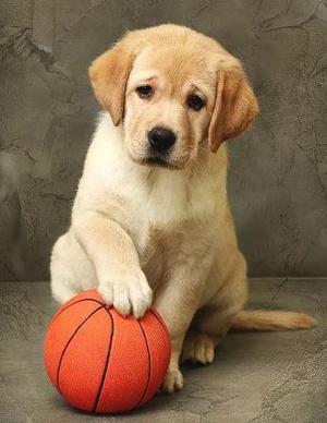 LABRADORES CACHORROS VACUNADOS PRECIO A TRATAR