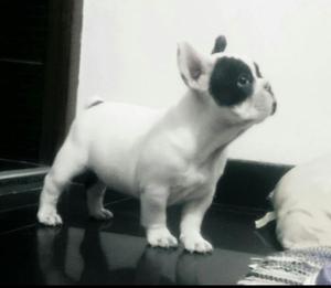 Lindos Bulldog Frances