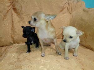 Lindos Cachorros Chiguagua