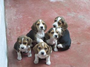 SE VENDE LINDOS CACHORROS BEAGLE