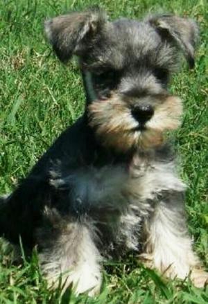 Schnauzer Terrier.