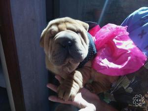 Se Vende Sharpei Hembras