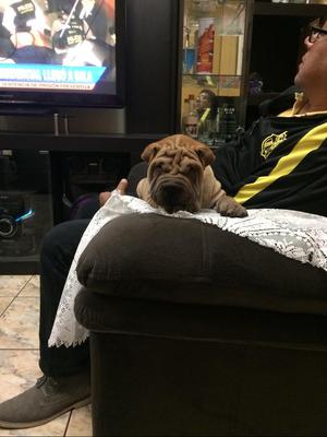 Sharpei Macho