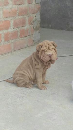 Sharpei a La Venta Cachorrito Macho