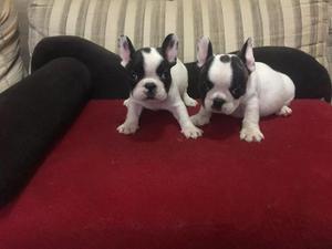 VENDO MIS HERMOSOS CACHORRITOS BULLDOG FRANCES VACUNADOS