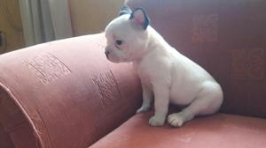 Vendo Bulldog Frances