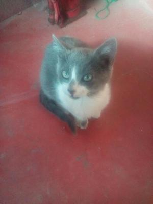 Vendo Gato Raza Unica