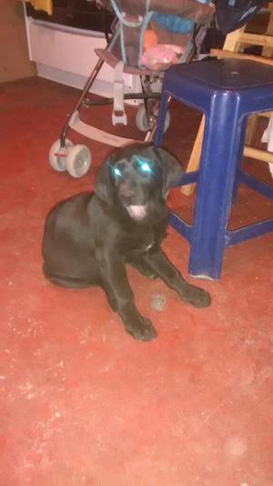 Vendo Labrador X Motivo de Viaje