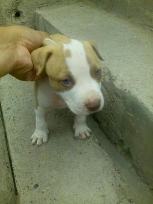 Vendo Perrito Pitbull