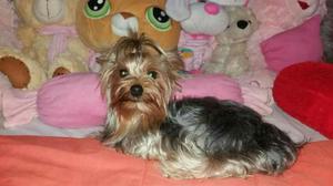 Yorkshire Terrier Toy