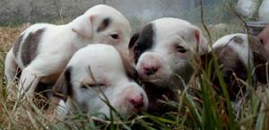 cachorros pitbull