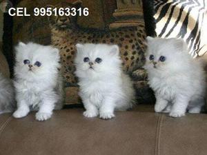 hermosos bellos gato persa lindos gatitos vacunados envios a