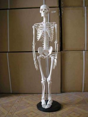 Esqueleto de 80cm Y 1.80cm de Resina Imp