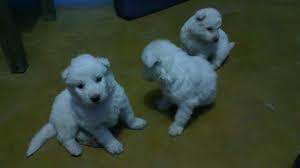 AITENTICOS CACHORROS SAMOYEDO