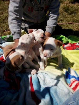 American Pitbull