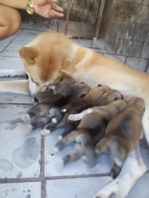 BELLOS ORIGINALES AKITAS