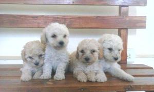 BICHON FRISE CACHORROS HERMOSOS DE RAZA