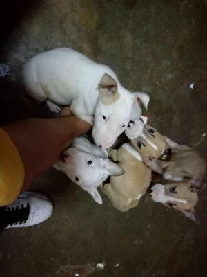 BULLTERRIER EN VENTA 