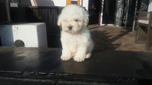 Bichon Frise Llaamr 