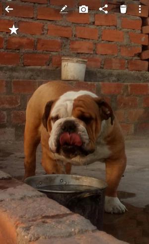 Bulldog Brinda Servicio de Monta