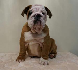 Bulldog Ingles Pedigre