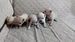 CHIHUAHUA ENANITOS BEBES LINDOS