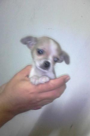 CHIHUANA MACHITO