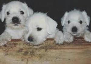 Cachorritos Schnauzer Blancos