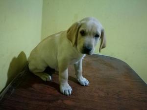 Cachorro Labrador