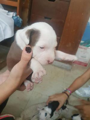 Cachorro Pitbull